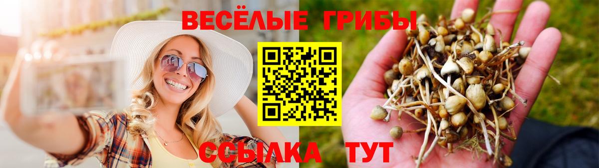 Элиста  Псилоцибиновые грибы Psilocybe  Вход с VPN 